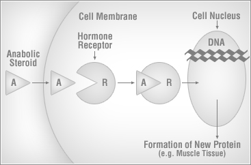 The hormone receptors for a non steroid hormones are located in the